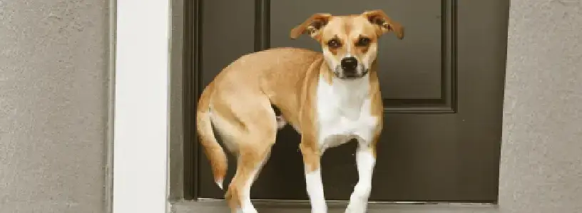 A balanced approach built around how dogs actually learn.