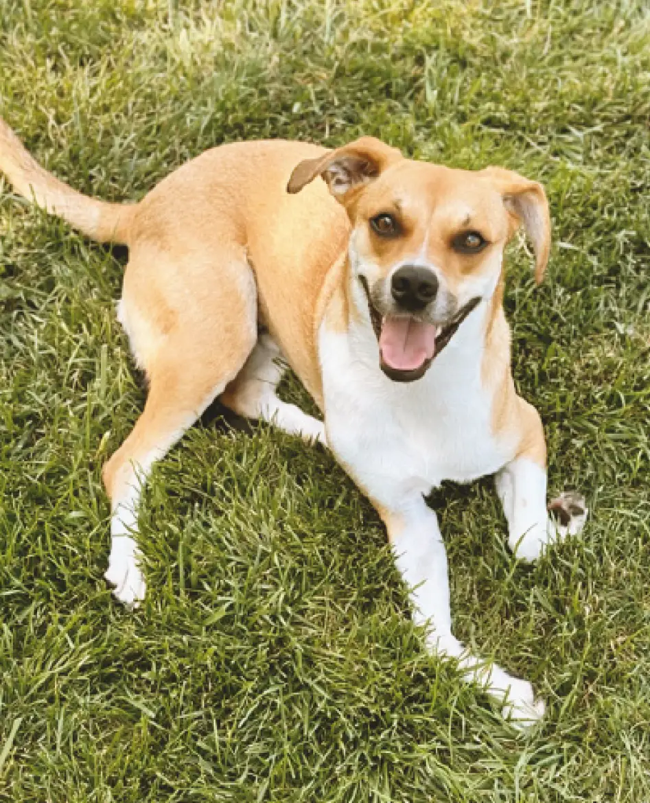 Your dog does not need more chaos. Your dog needs clarity.