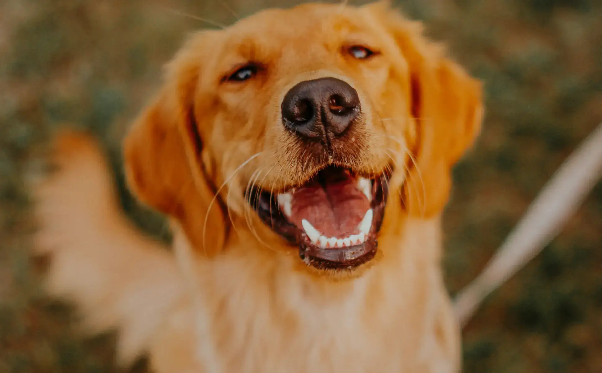 Join the Bark Bliss Waitlist