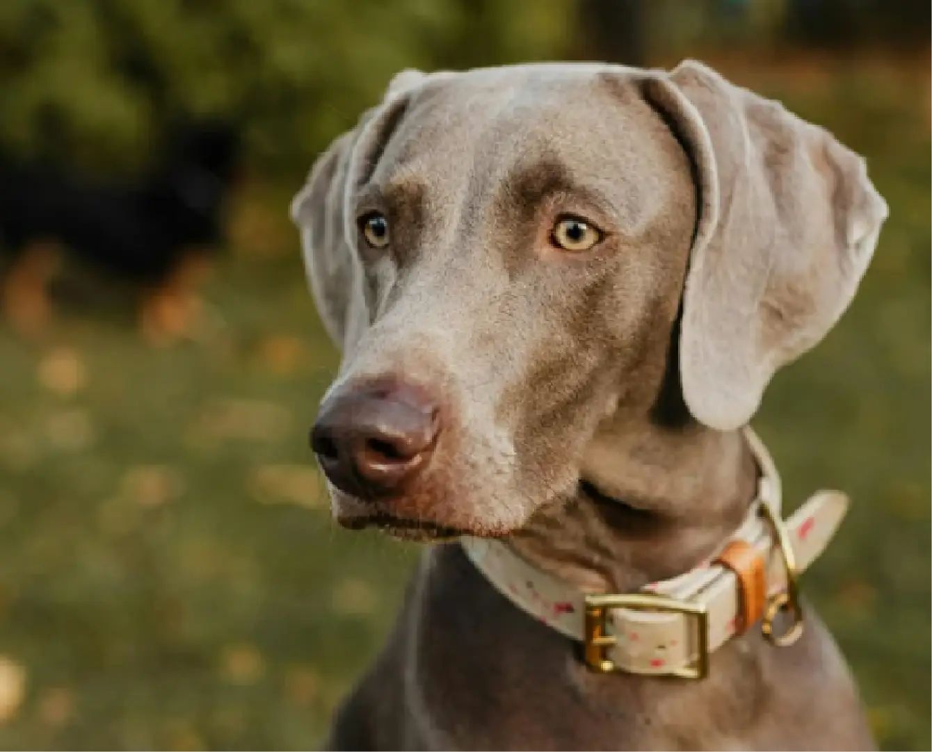 The Foundation Program