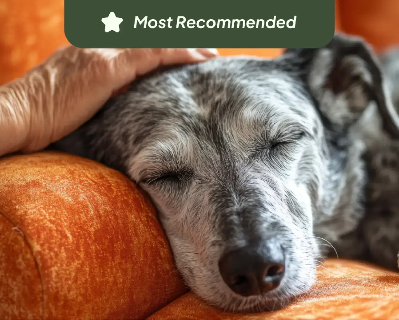 The Reliable Dog Program