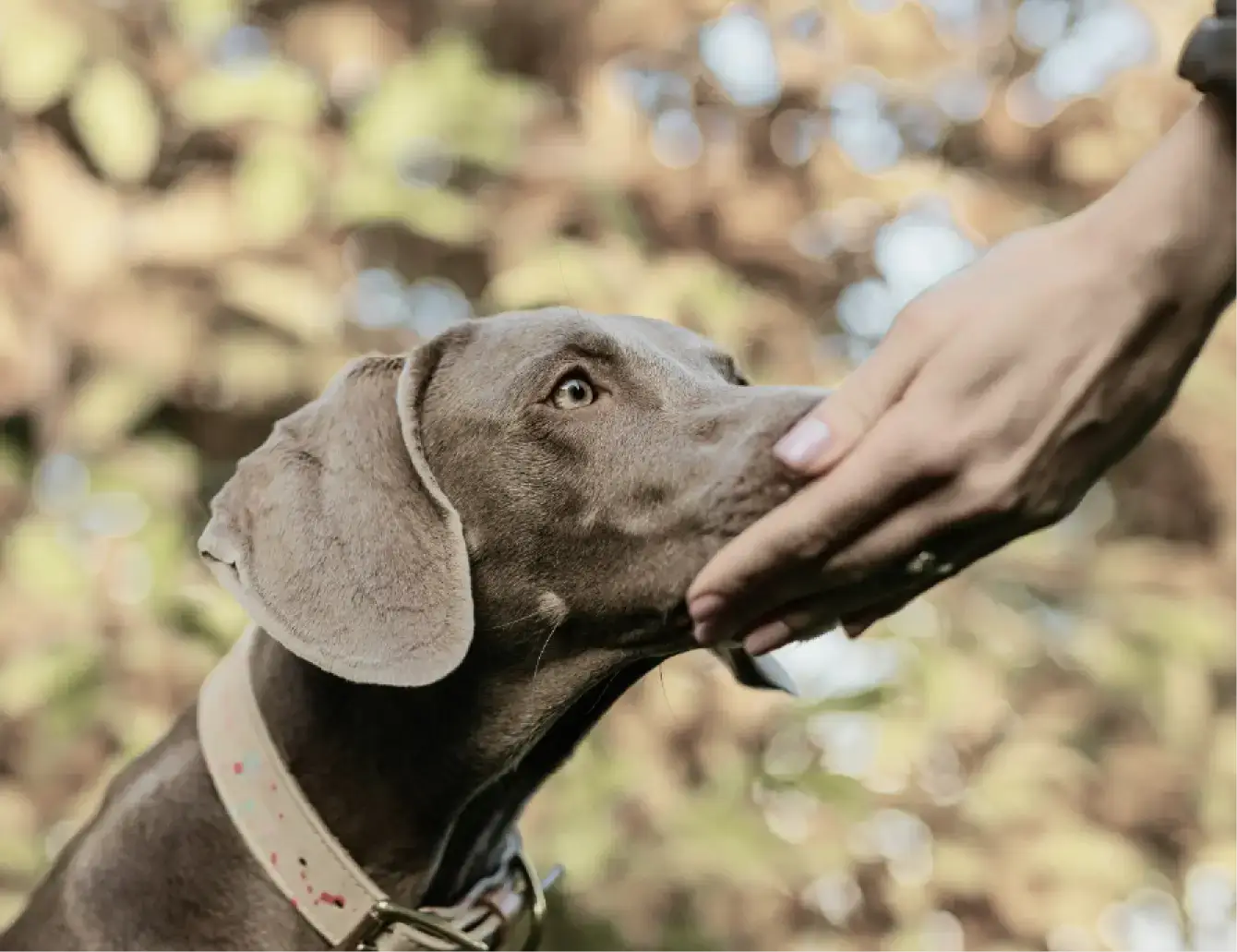 Board & Train | Done For You