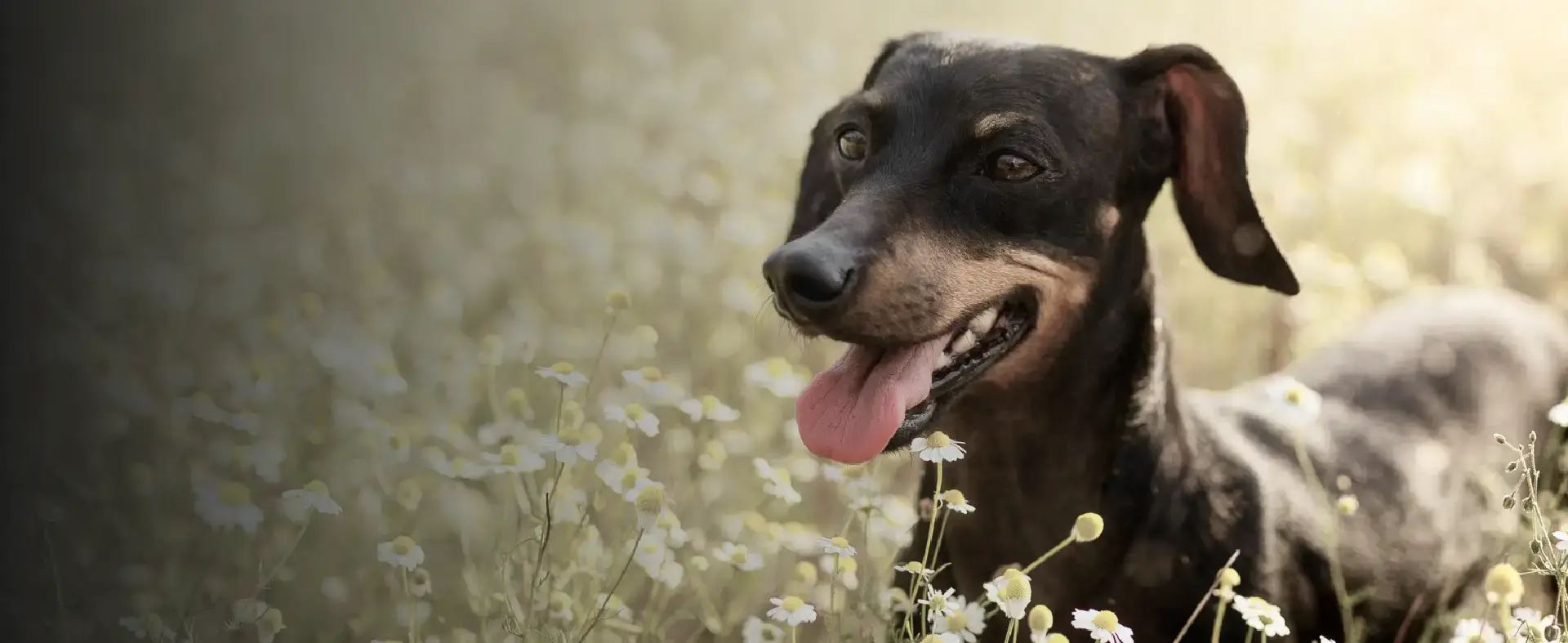 Calm, Reliable Behavior Starts With Clear Leadership.