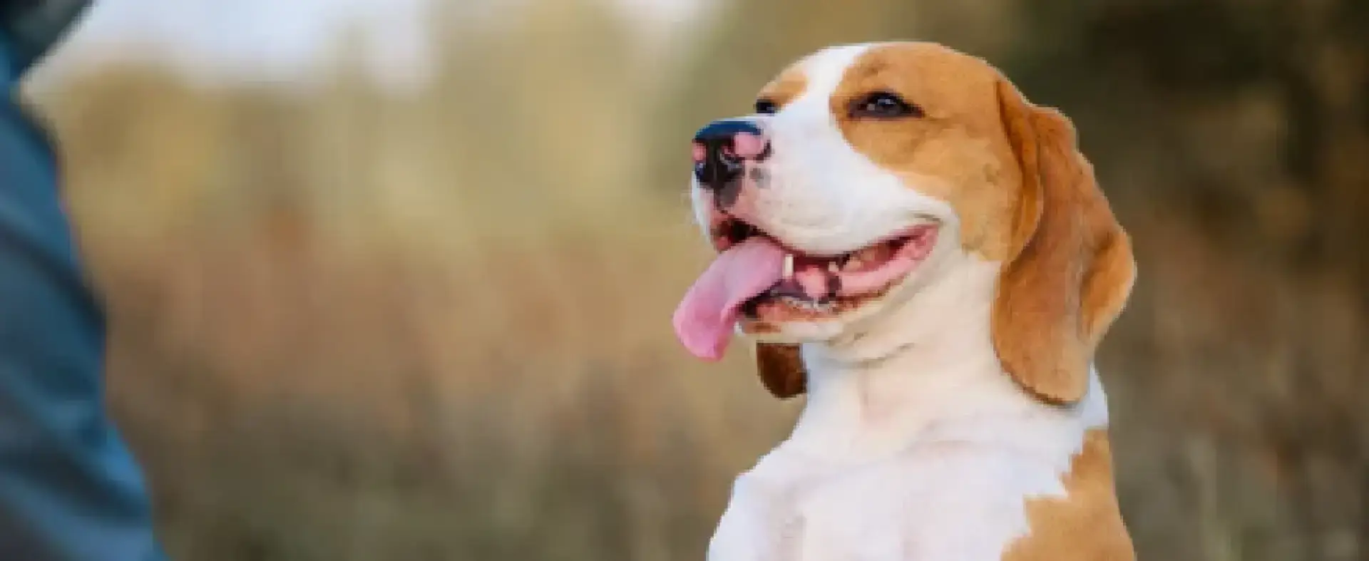 Calm, Reliable Behavior Starts With Clear Leadership.