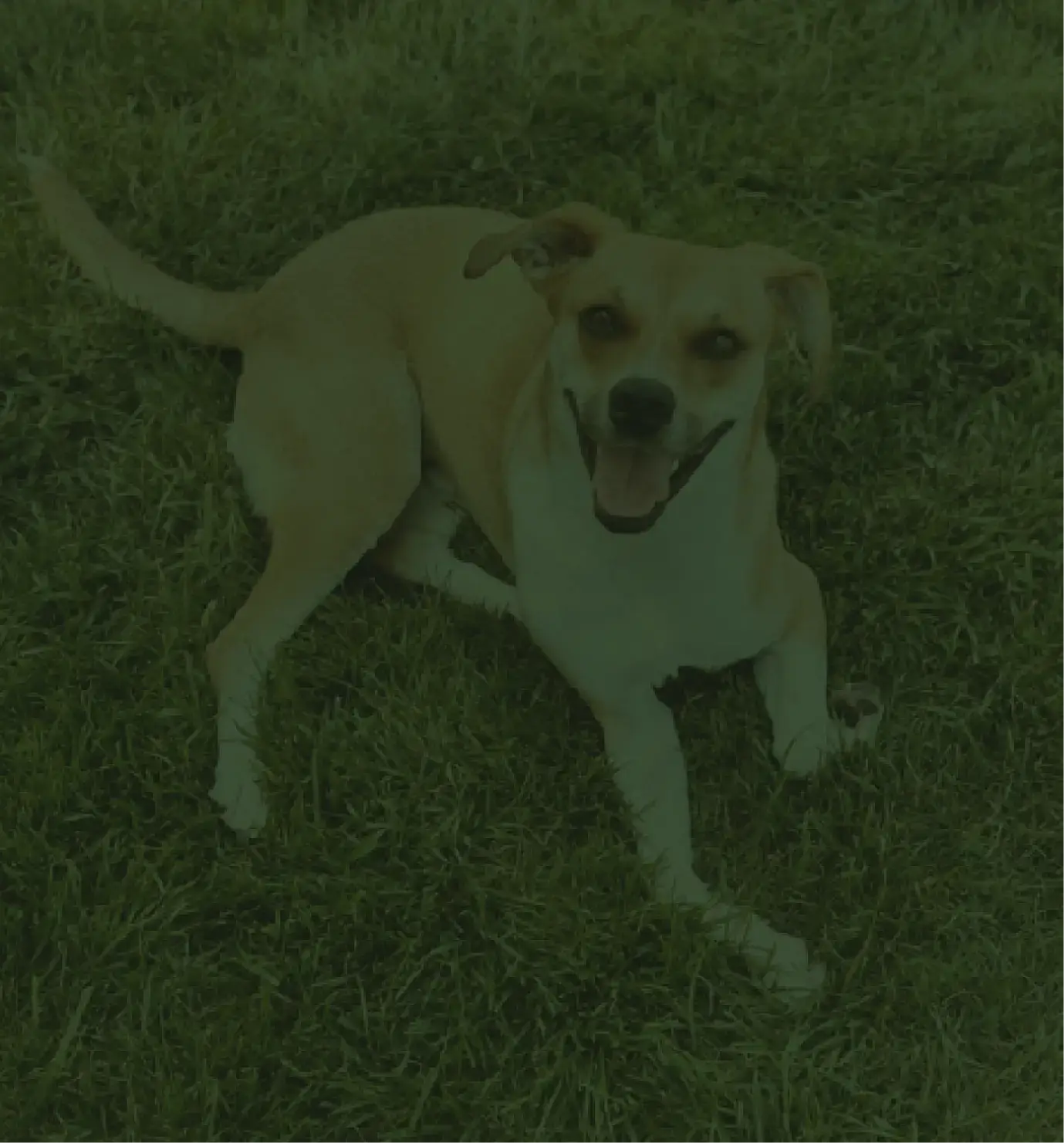 How the waitlist works